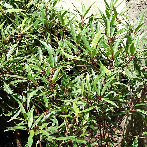 Ficus neriifolia unspecified picture