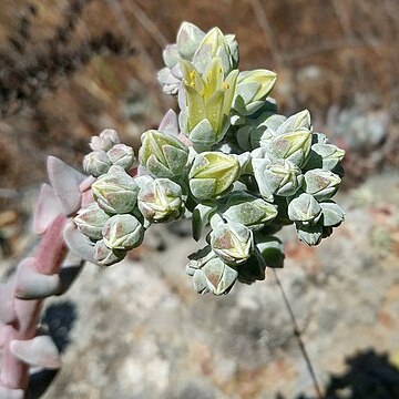 Dudleya greenei unspecified picture