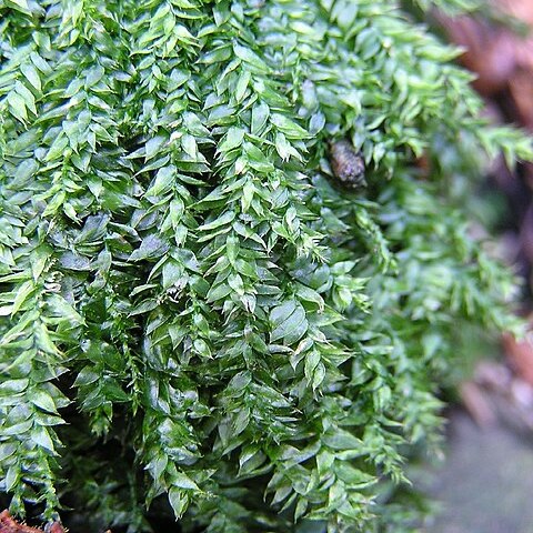 Plagiothecium succulentum unspecified picture