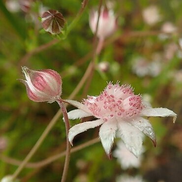 Actinotus forsythii unspecified picture