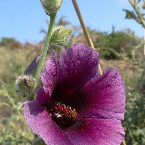 Hibiscus diversifolius subsp. rivularis unspecified picture