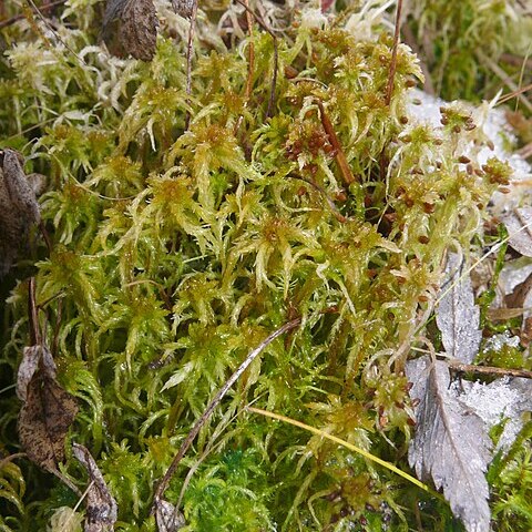 Sphagnum subsecundum unspecified picture