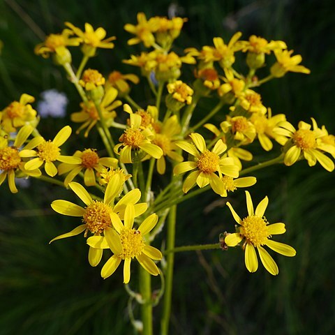 Senecio integerrimus var. exaltatus unspecified picture