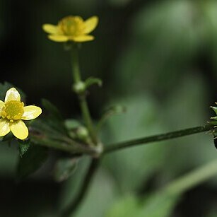 Ranunculus silerifolius unspecified picture