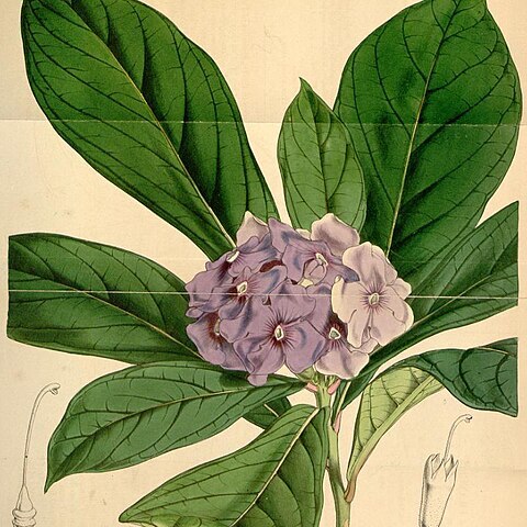 Brunfelsia hydrangeiformis unspecified picture