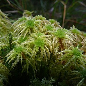 Sphagnum squarrosum unspecified picture