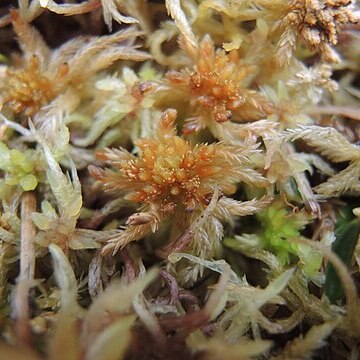 Sphagnum troendelagicum unspecified picture