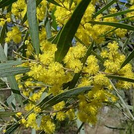 Acacia neriifolia unspecified picture