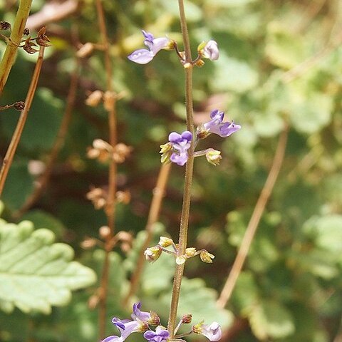 Plectranthus intraterraneus unspecified picture