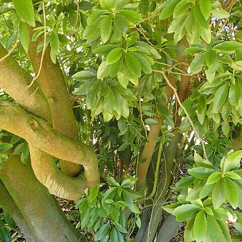 Melicytus chathamicus unspecified picture