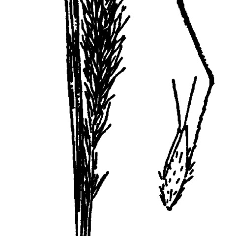 Agrostis tandilensis unspecified picture