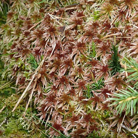 Sphagnum quinquefarium unspecified picture