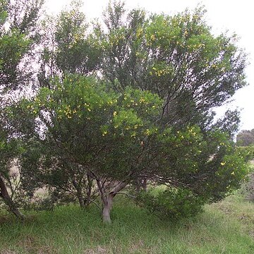 Acacia uncifolia (j.m.black) o'leary unspecified picture