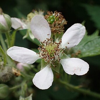 Rubus angustipaniculatus unspecified picture