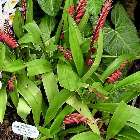 Cryptochilus sanguinea unspecified picture