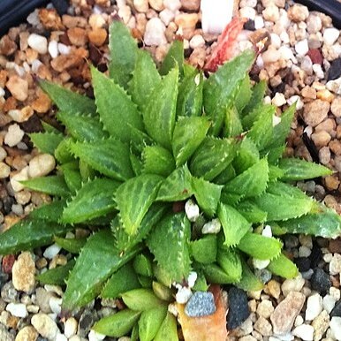 Haworthia maraisii var. meiringii unspecified picture