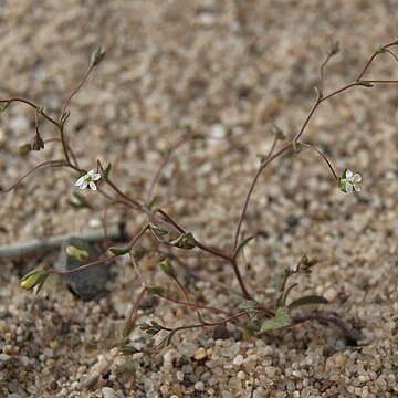 Nemacladus sigmoideus unspecified picture