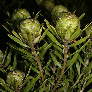 Leucadendron spissifolium subsp. oribinum unspecified picture