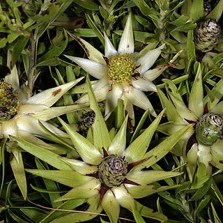 Leucadendron spissifolium subsp. oribinum unspecified picture