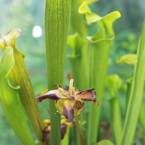 Sarracenia alabamensis unspecified picture