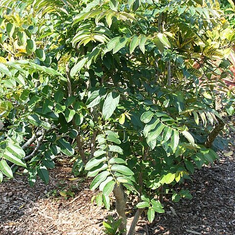 Phyllanthus juglandifolius unspecified picture