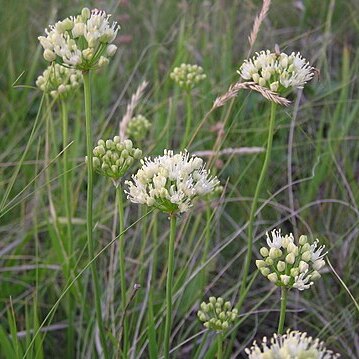 Allium flavescens unspecified picture