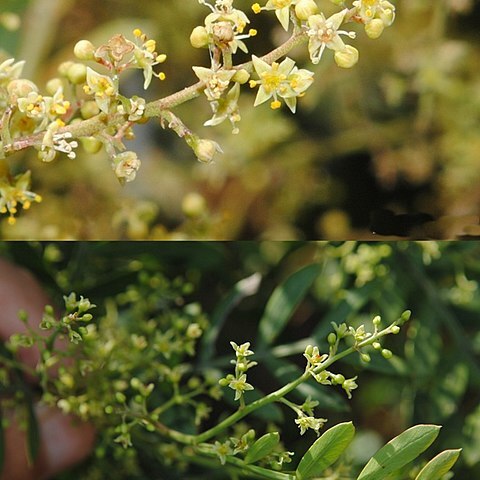 Schinus lentiscifolia unspecified picture