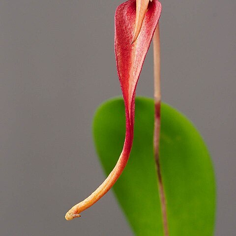 Bulbophyllum obovatifolium unspecified picture