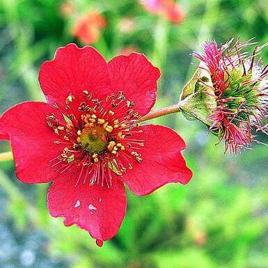 Geum magellanicum unspecified picture