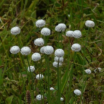 Eriocaulon sedgwickii unspecified picture