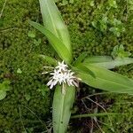 Chlorophytum tetraphyllum flower picture by François Morand (cc-by-sa)