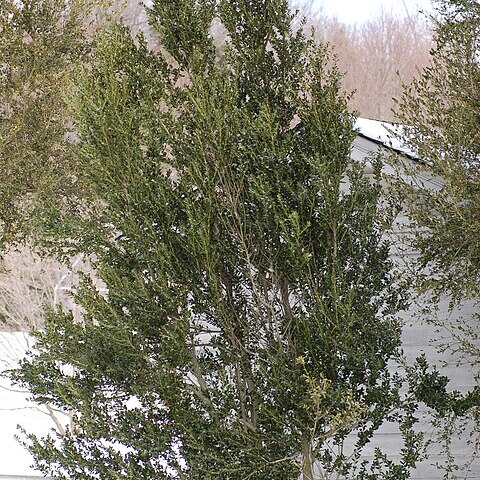 Ilex yunnanensis unspecified picture