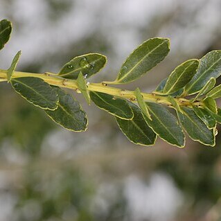 Ilex yunnanensis unspecified picture