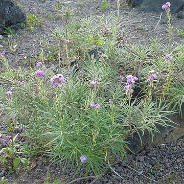 Erysimum caboverdeanum unspecified picture