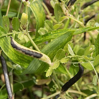 Vicia sativa subsp. nigra unspecified picture