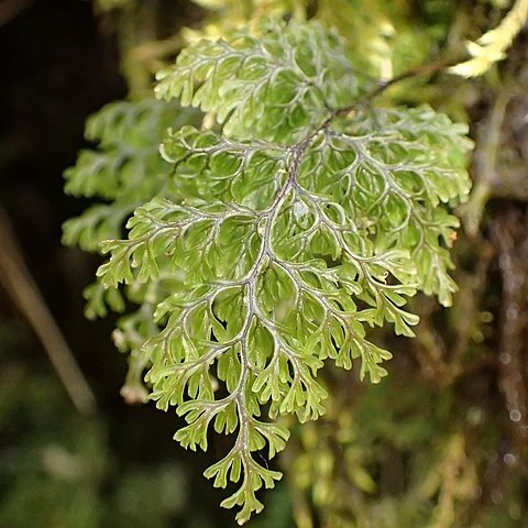 Hymenophyllum sanguinolentum unspecified picture