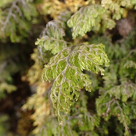 Hymenophyllum sanguinolentum unspecified picture