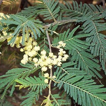 Acacia trachyphloia unspecified picture