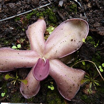 Pinguicula laueana unspecified picture