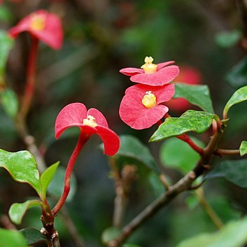 Euphorbia geroldii unspecified picture