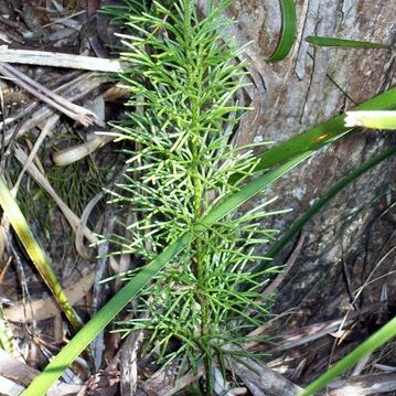 Lycopodium deuterodensum unspecified picture