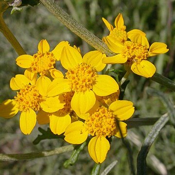 Eriophyllum unspecified picture