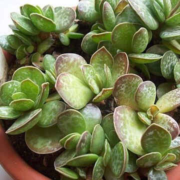 Adromischus caryophyllaceus unspecified picture