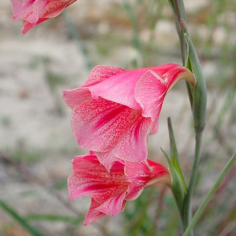 Gladiolus caryophyllaceus unspecified picture