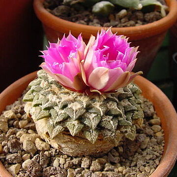 Ariocarpus kotschoubeyanus unspecified picture