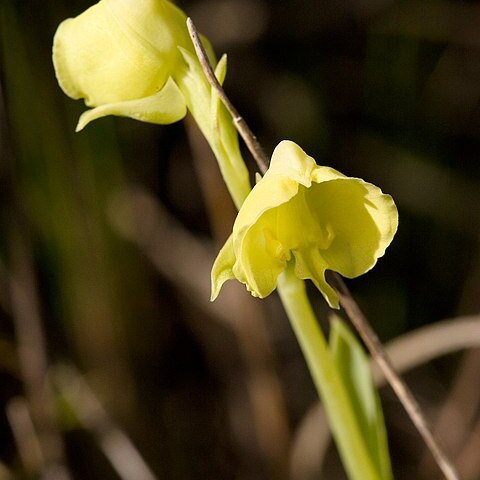 Pterygodium catholicum unspecified picture