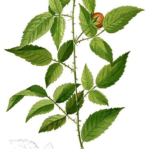 Rubus acuminatissimus unspecified picture