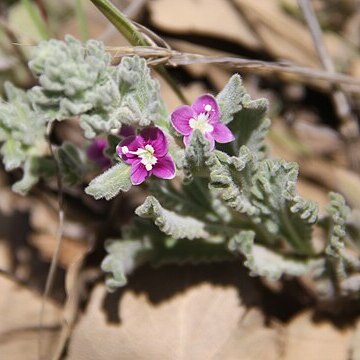 Veronica macrostachya unspecified picture