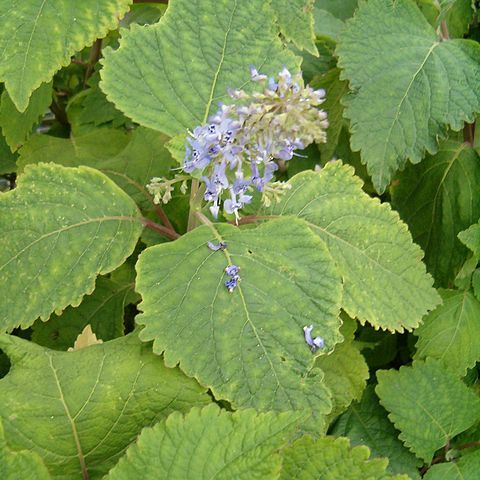 Plectranthus fruticosus l'hér. unspecified picture