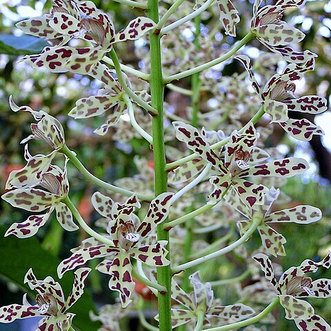 Grammatophyllum measuresianum unspecified picture